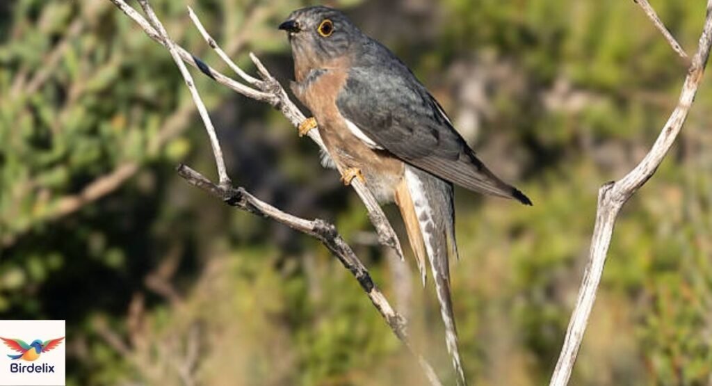 Fan-tailed Cuckoo