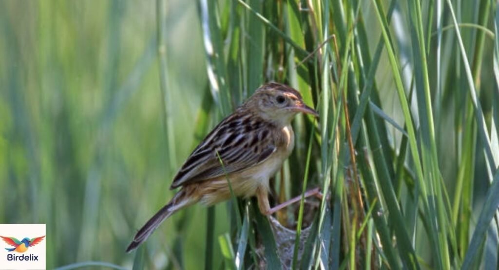 Fan-tailed Warbler