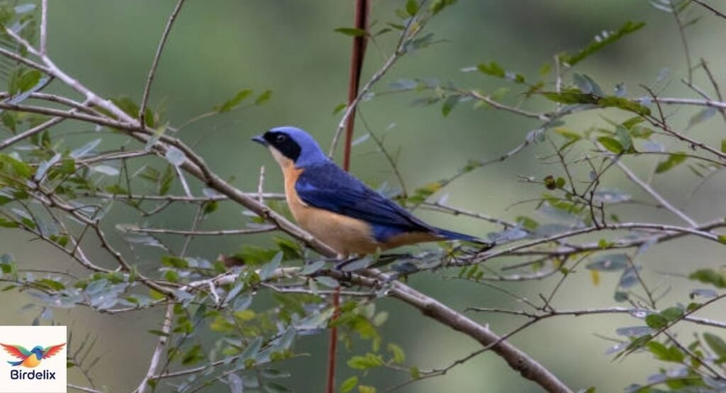 Fawn-breasted Tanager