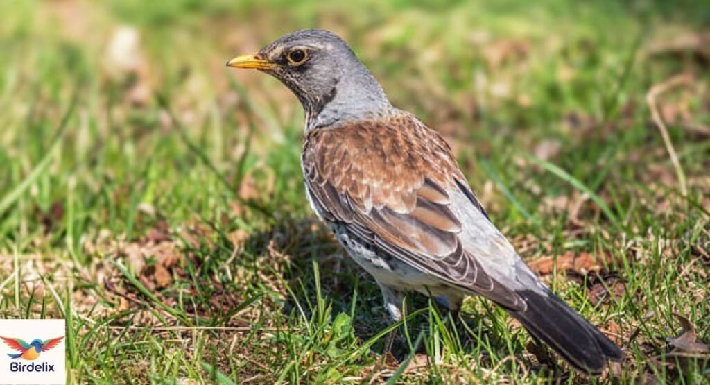 Fieldfare