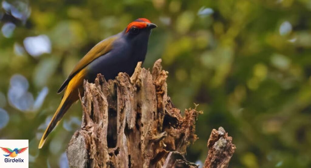 Fiery-browed Myna