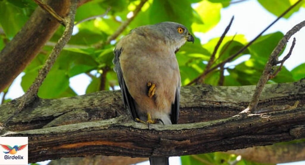  Fiji Goshawk
