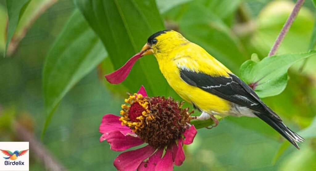 Finch