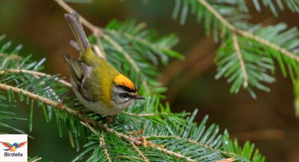 Firecrest