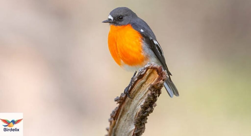 Flame Robin