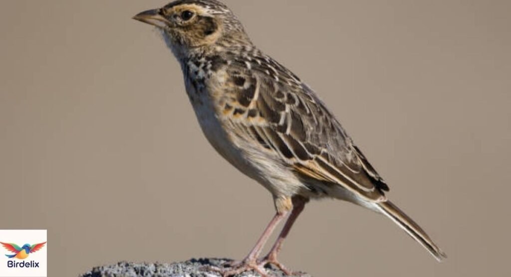 Flappet Lark
