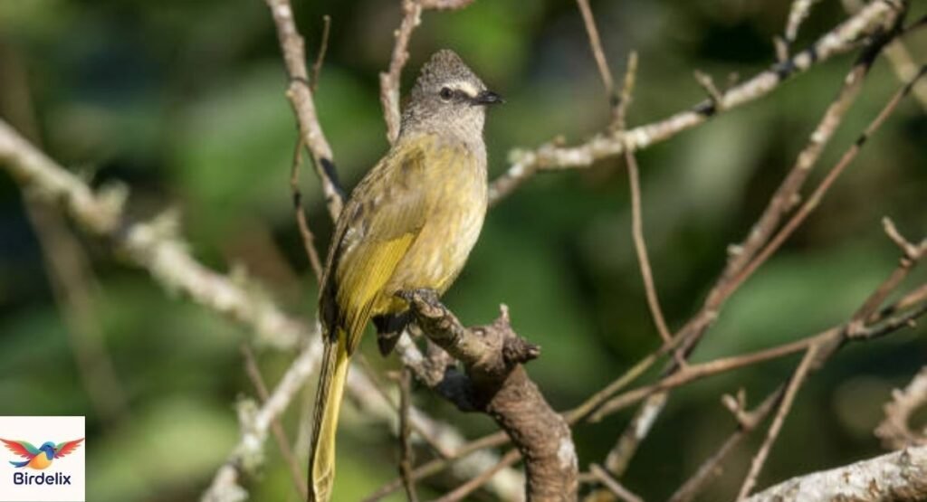 Flavescent Bulbul