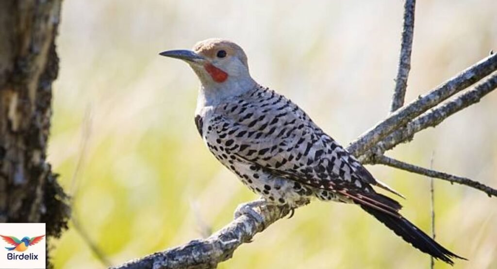 Flicker