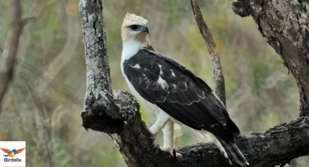 Flores Hawk-Eagle