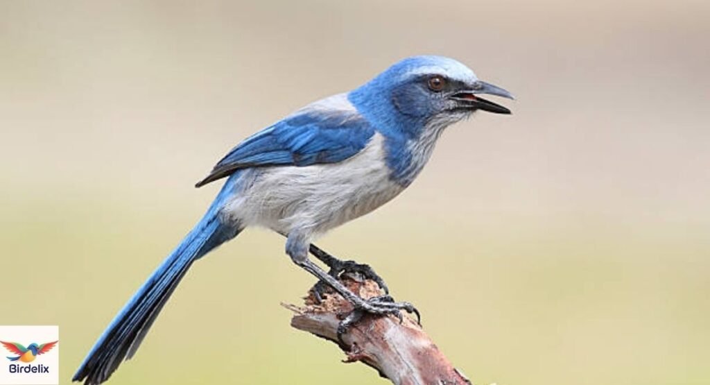 Florida Scrub-Jay