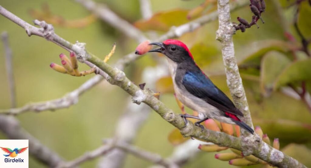 Flowerpecker
