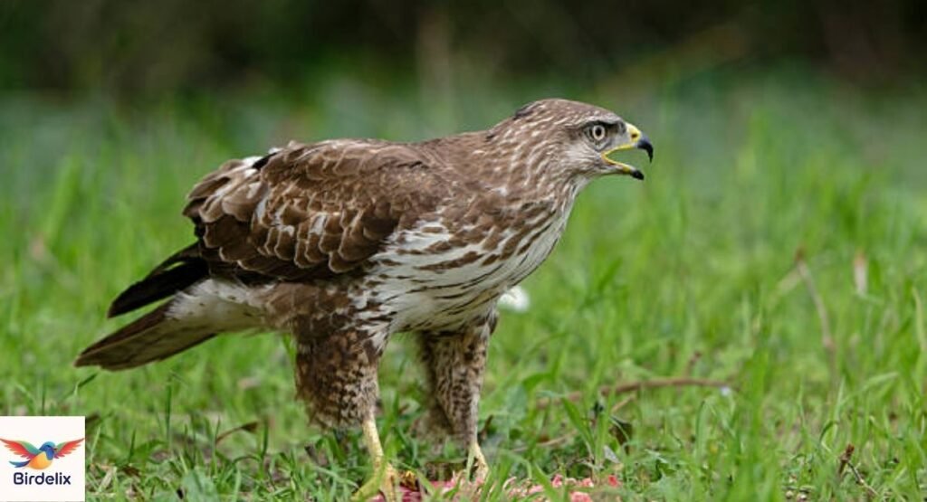 Forest Buzzard