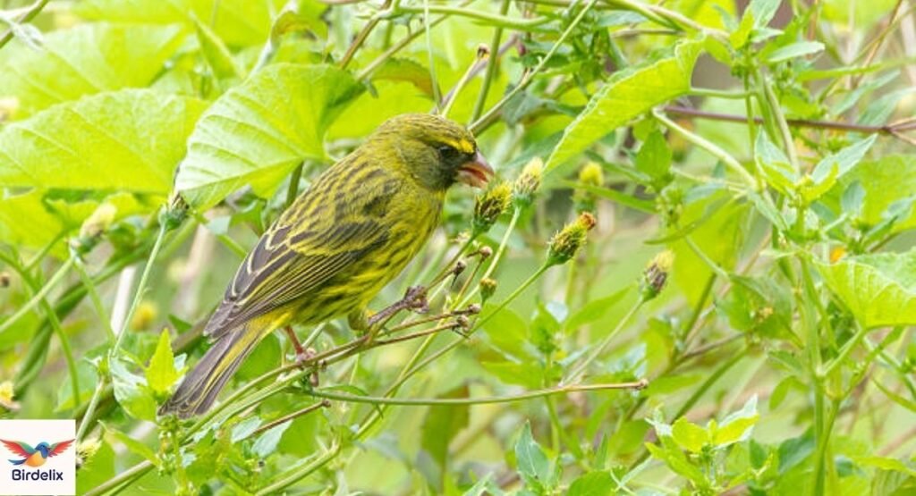 Forest Canary