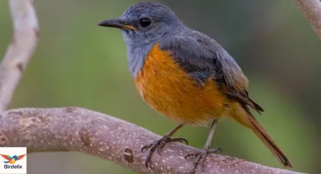 Forest Rock Thrush