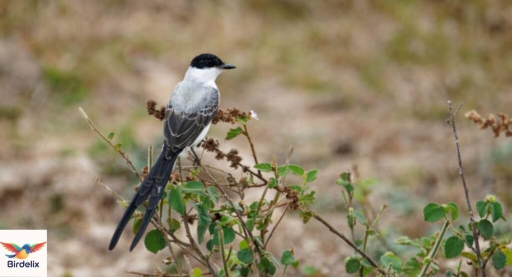 Fork-tailed Flycatcher