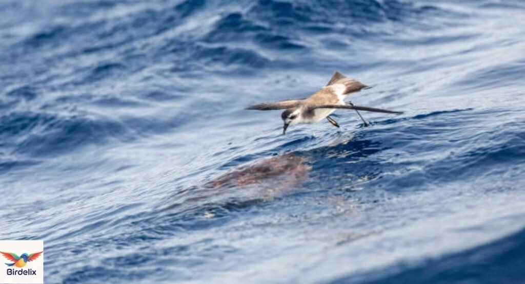  Fork-tailed Storm Petrel