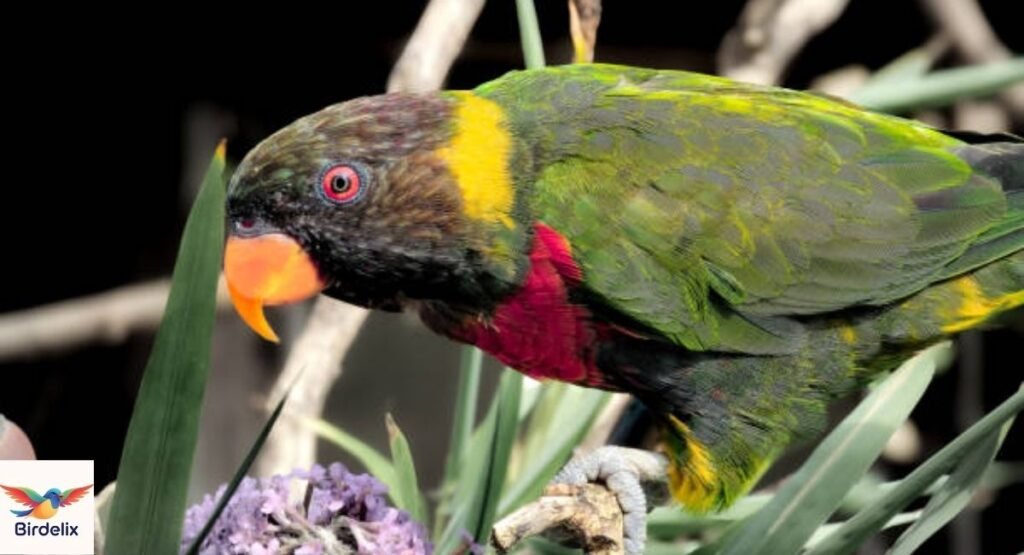 Forsten's Lorikeet