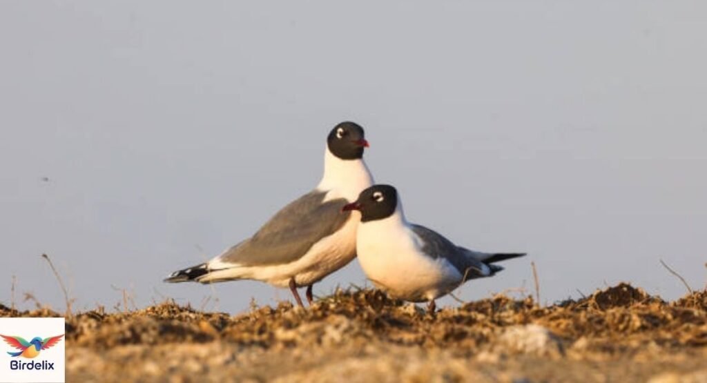 Franklin's Gull