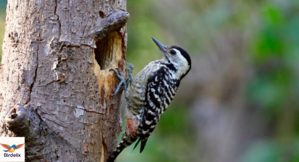 freckle-breasted-woodpecker