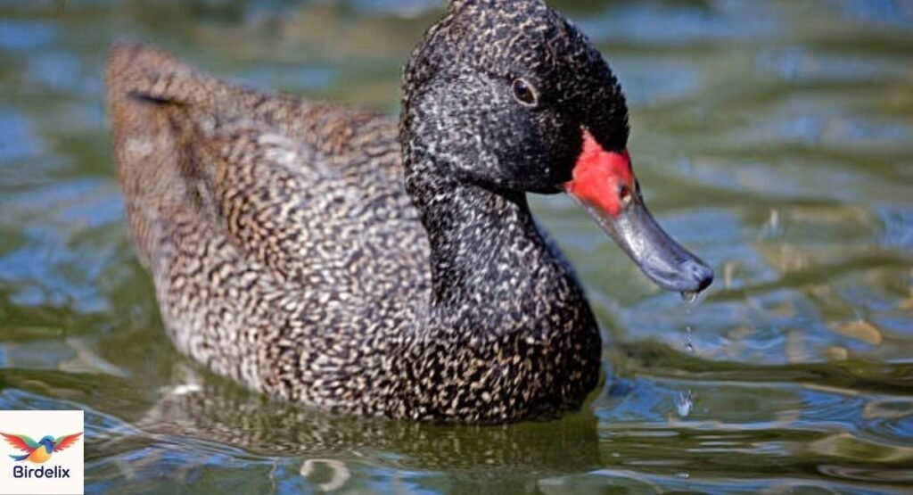 Freckled Duck