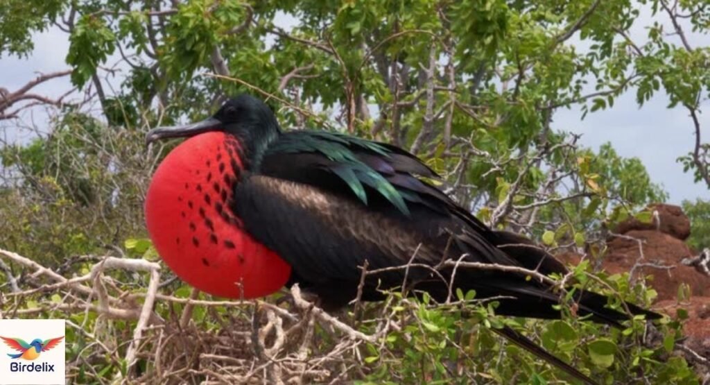 Frigatebird