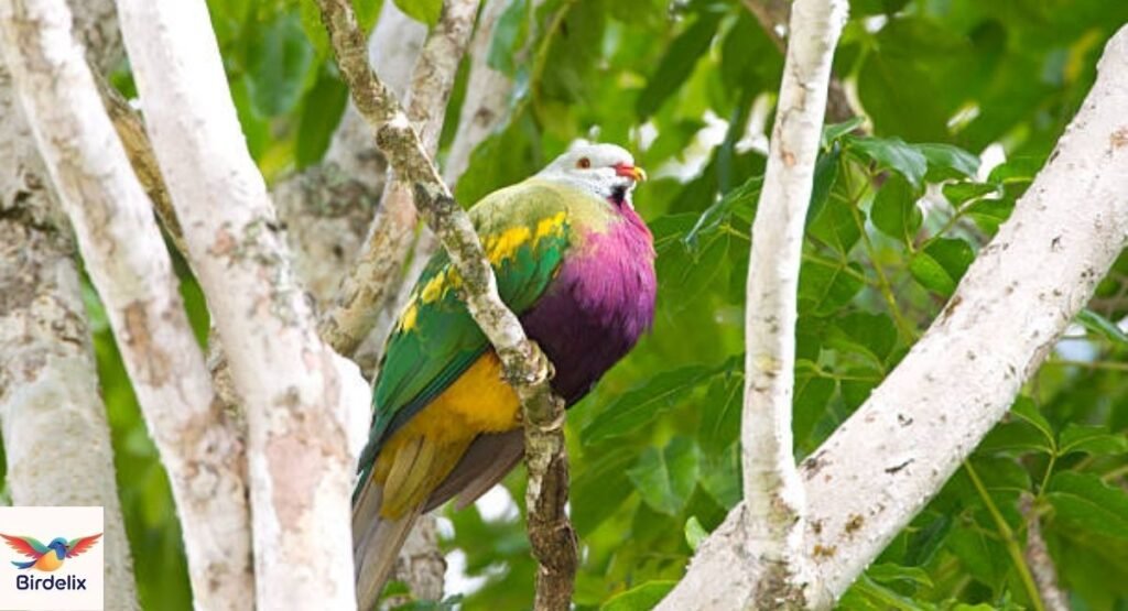 Fruit Dove