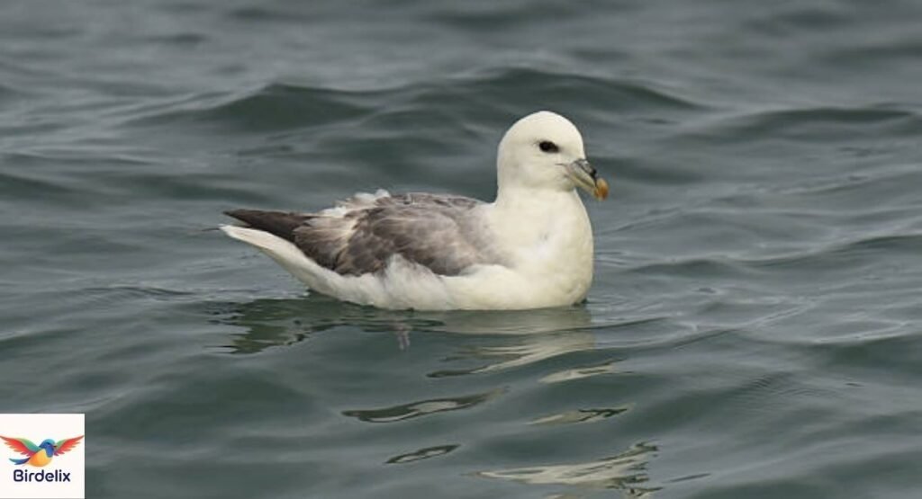  Fulmar