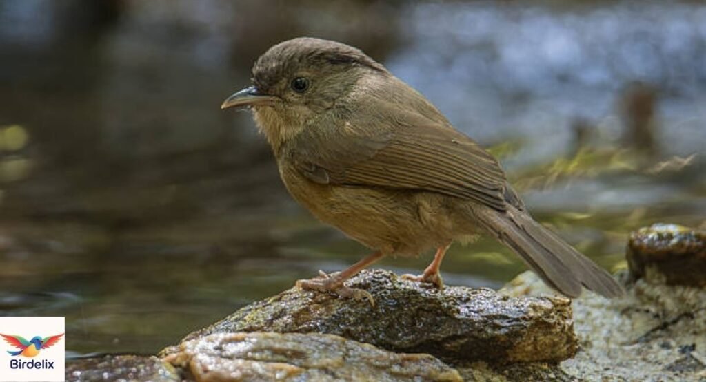 Fulvetta