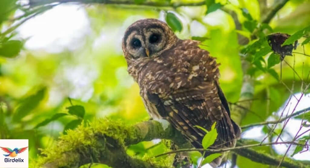 Fulvous Owl