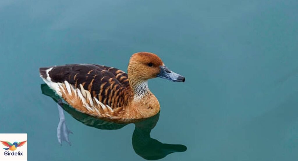Fulvous Whistling Duck