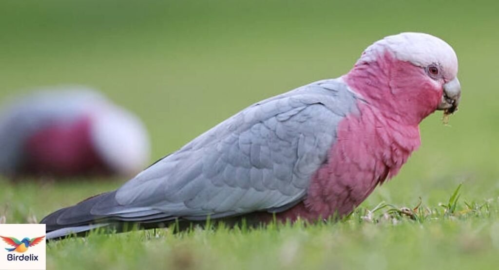Galah