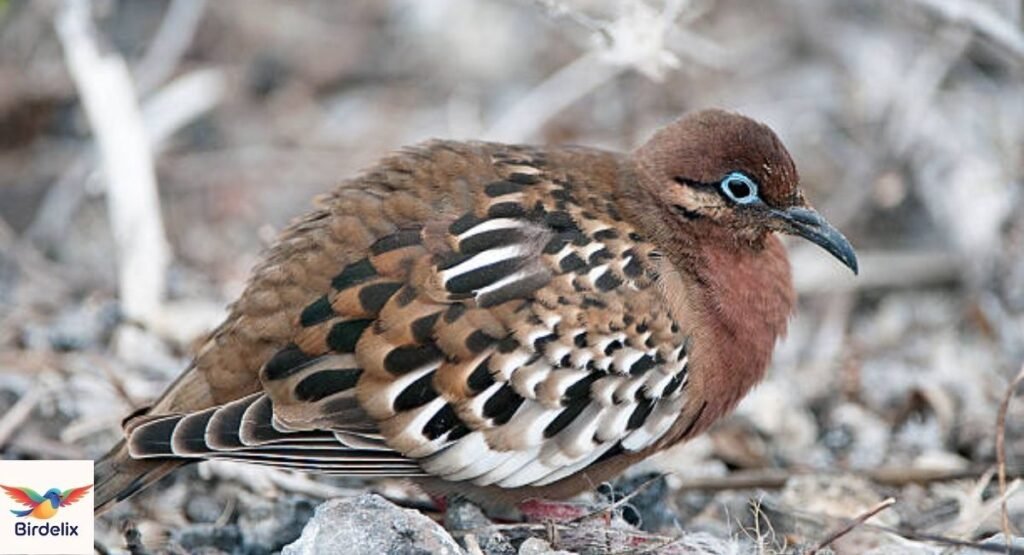 Galapagos Dove