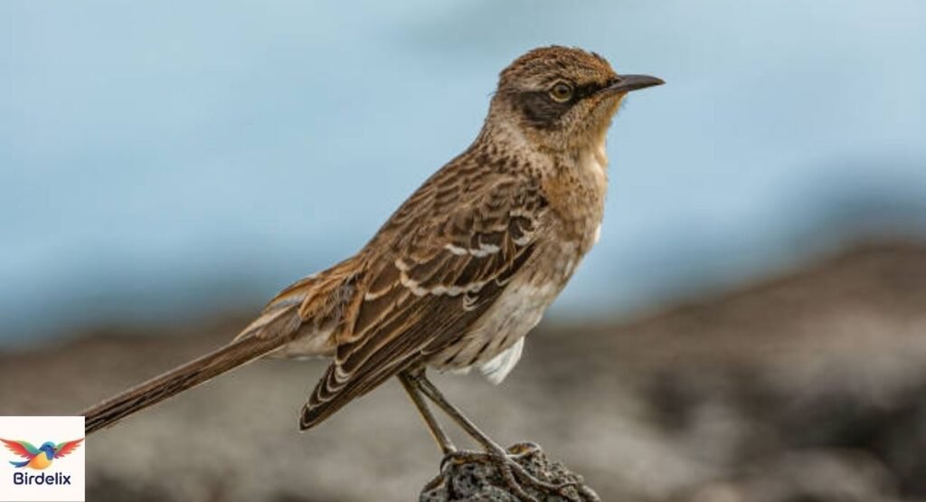 Galapagos Mockingbird