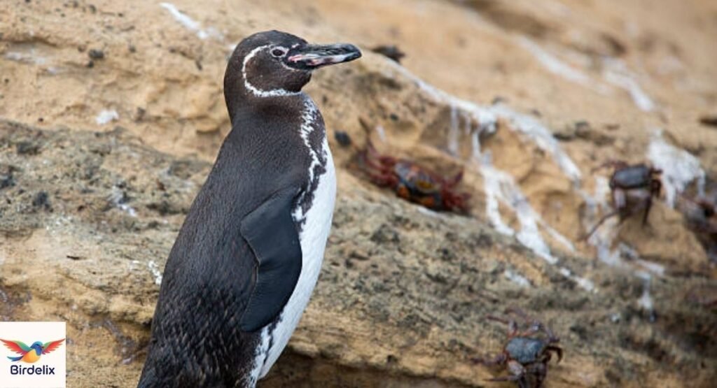 Galapagos Penguin
