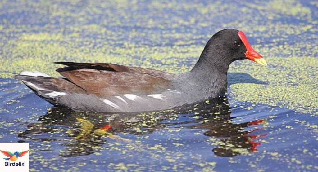 Gallinule