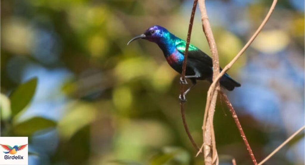 Gambia Sunbird