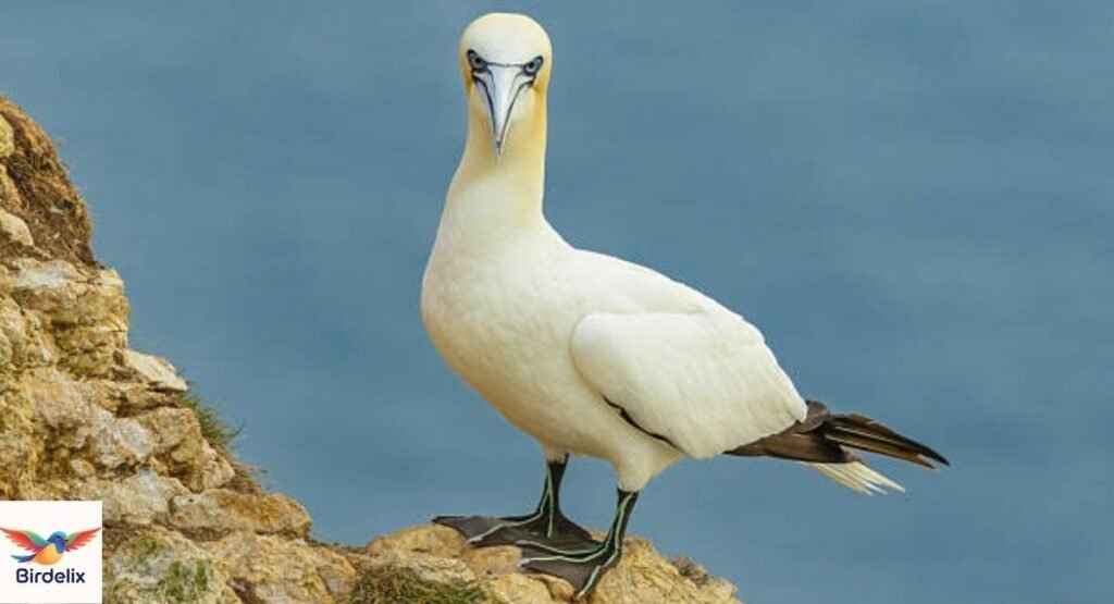Gannet