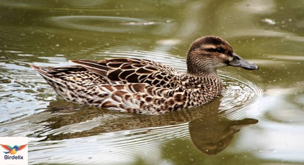Garganey