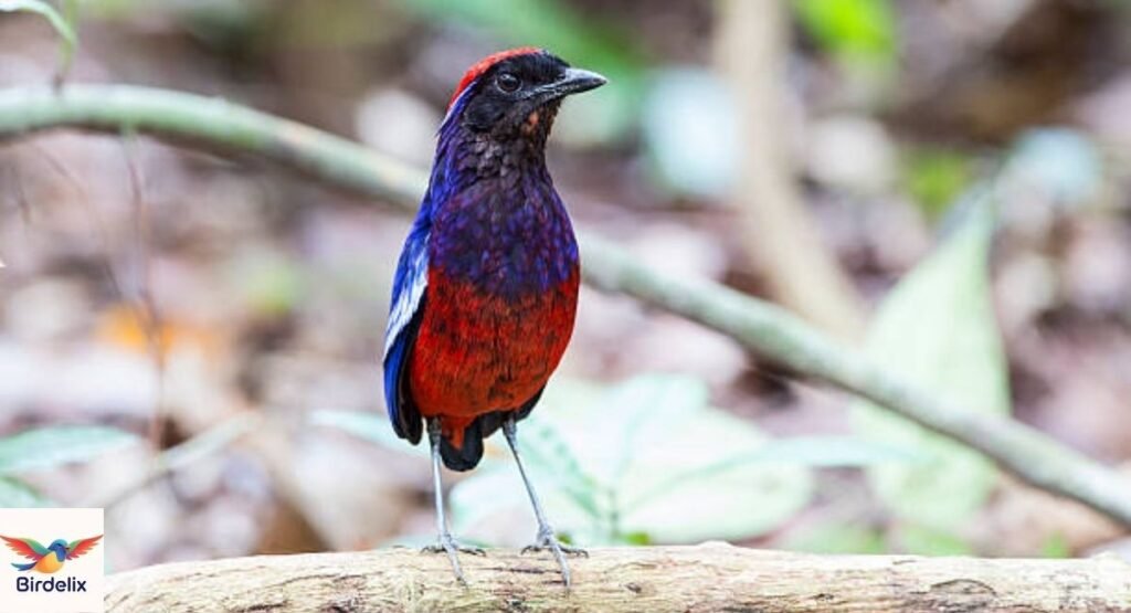Garnet Pitta