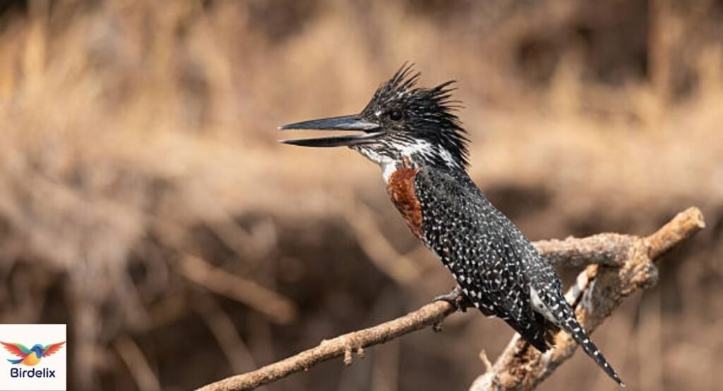 Giant Kingfisher