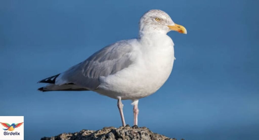 Glaucous Gull