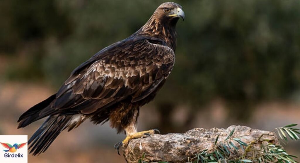 Golden Eagle