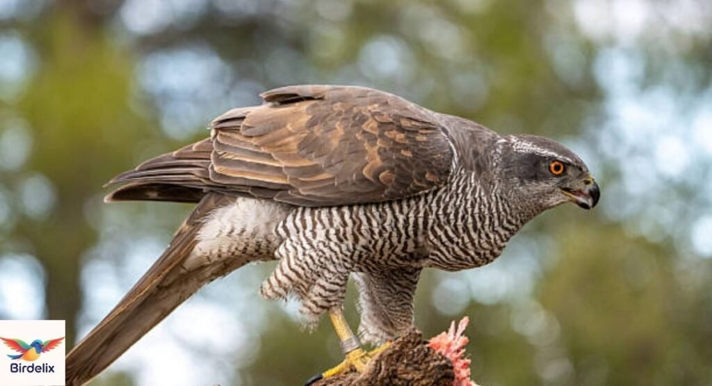 Goshawk