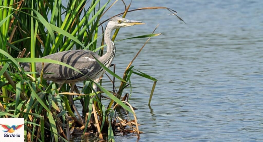 Grey Heron
