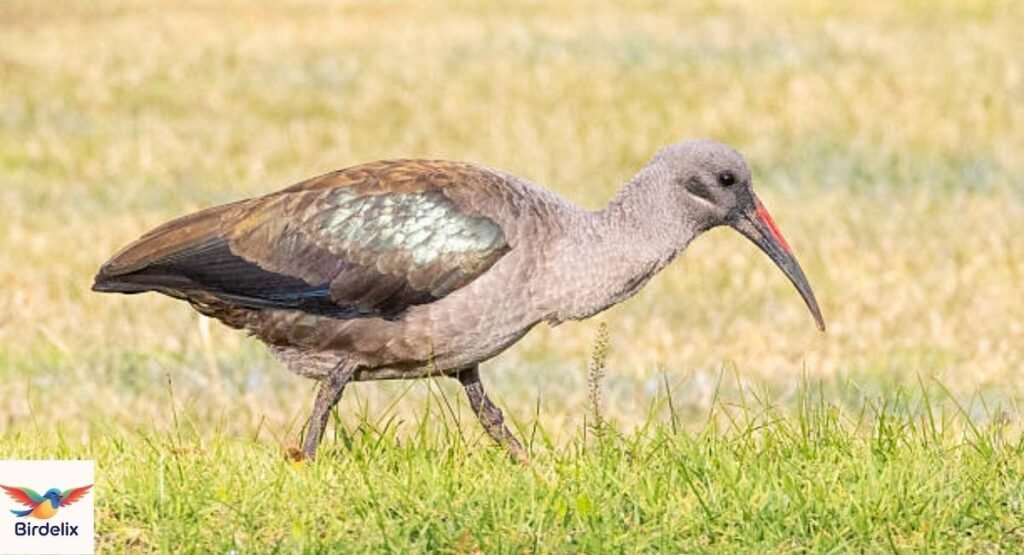 Hadada Ibis
