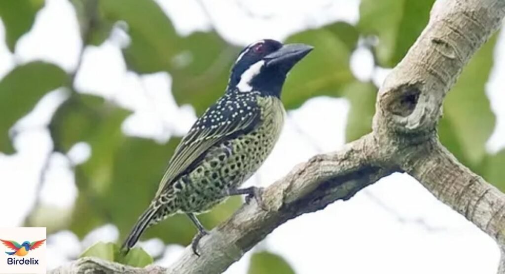 Hairy-breasted Barbet