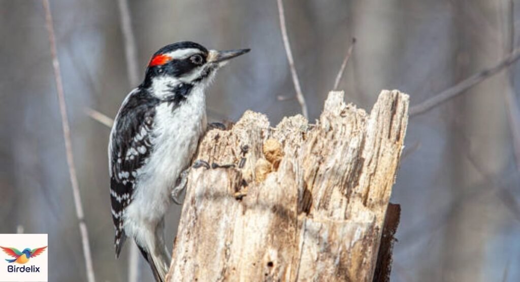Hairy Woodpecker