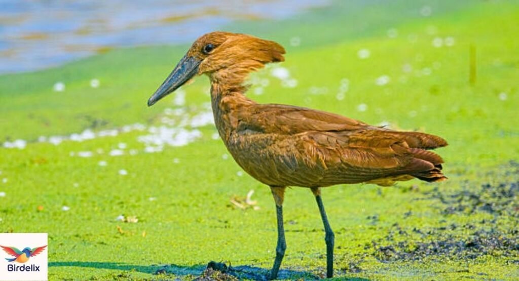 Hammerkop
