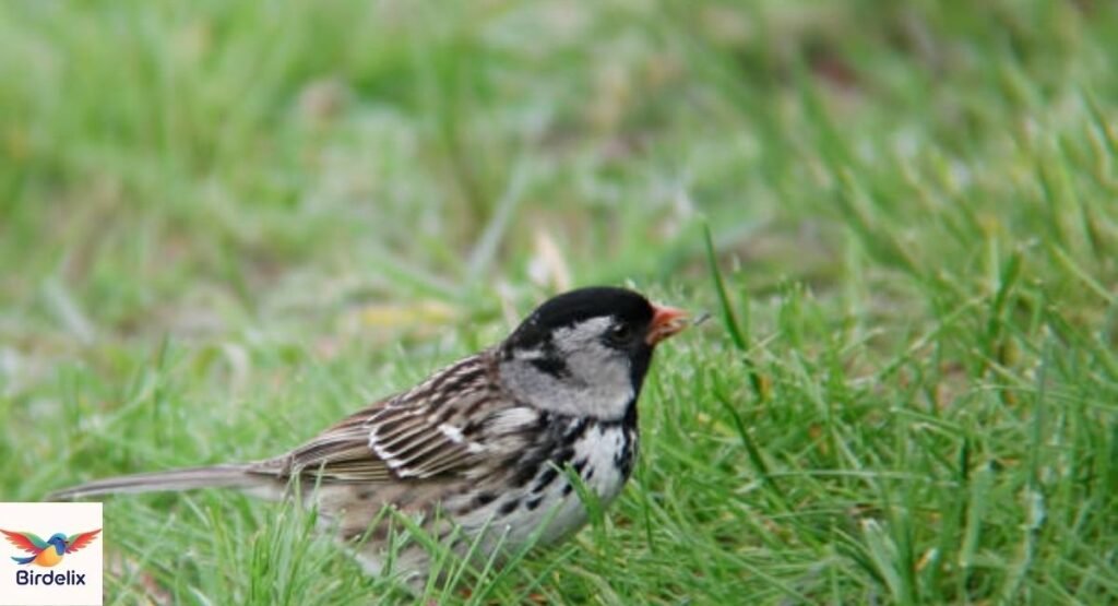 Harris's Sparrow