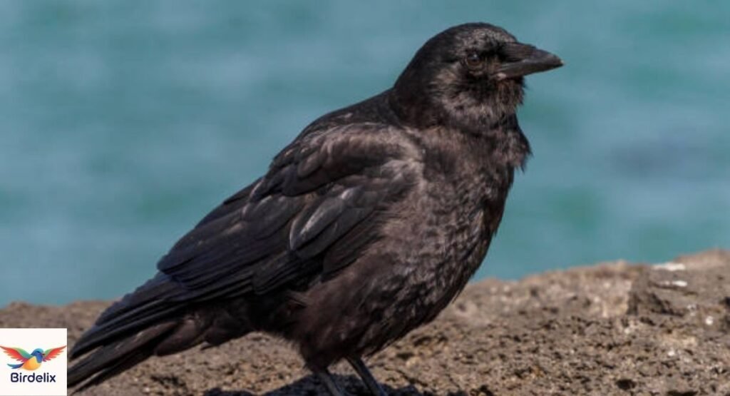 Hawaiian Crow